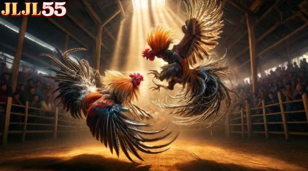 Sabong at JLJL55 has many outstanding advantages